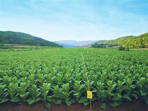 1688553680597896.jpg 1.jpg