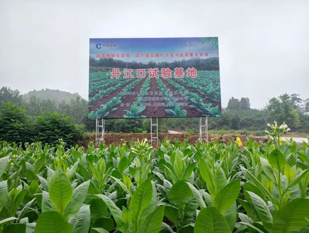 1688553778670348.jpg 2.jpg